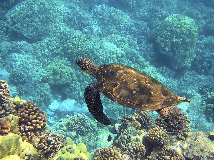 Tartaruga marina a Maui